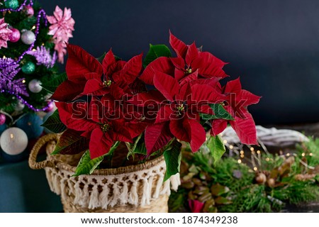 Poinsettia christmas mahogany red bush potted flower close up in basket