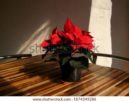 close up picture of red poinsettia Noche Buena plant on typical Mexican restaurant during christmas