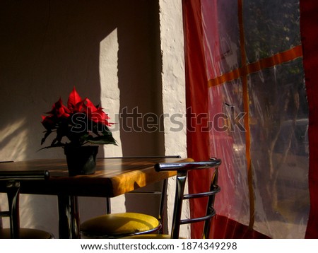 wide shot picture of red poinsettia Noche Buena plant on typical Mexican restaurant during christmas