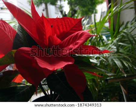 close up picture of red poinsettia Noche Buena plant on typical Mexican restaurant during christmas