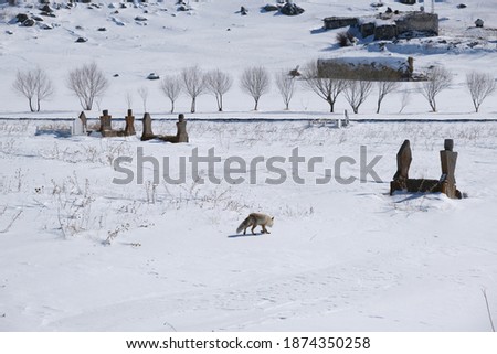 A fox walking on snowy ground