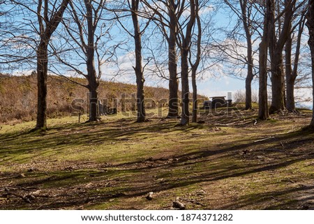 stone fountain and picnic area among beech trees
