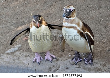 Photography of two penguins of different species standing togheter
