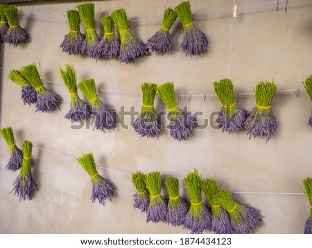 Hanging bunches of purple lavender. Poland. Europe