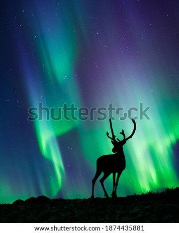 Reindeer standing in the hill, night sky with stars and Aurora borealis