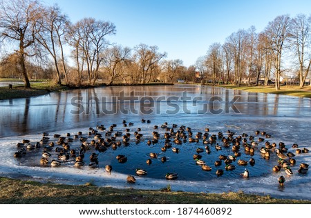 Lots of ducks in the algae of a frozen park pond