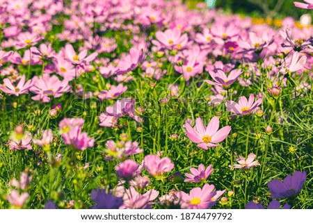 Pink cosmos flowers in summer spring meadow.