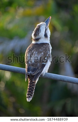 kookaburra kingfisher sitting perched watching
