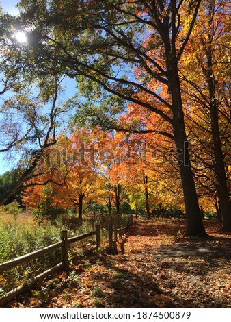 Fall ( Autumn ) colors in High Park, Toronto, Ontario, Canada.