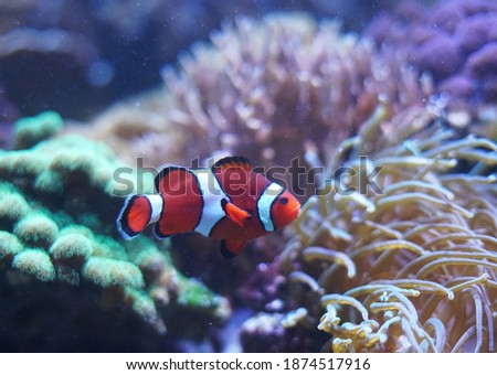 close up on red clown fish in the coral reef        