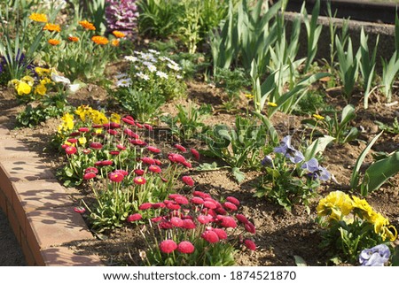 Beautiful flowerbed outdoors in spring in Japan