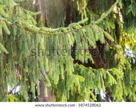 Green fir branches in winter at sunset. Branches of fir tree as background, closeup. Christmas background