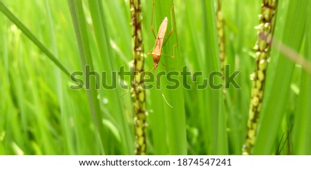 Small bug on the green rice plant. In a rice field. 