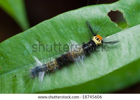 A hairy caterpillar