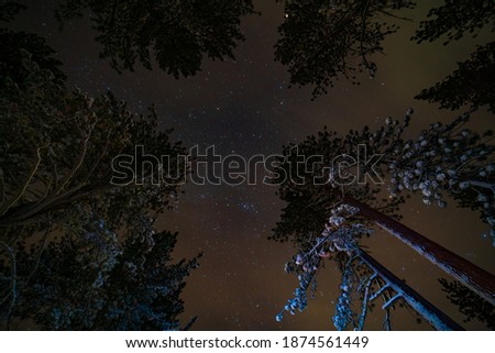 Artistic Image of Pine Trees On A Starry Night