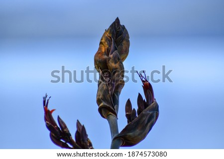 Flex seed pod on the branch