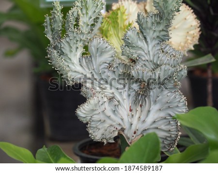 Euphorbia​ lactea​ cristata tree,Crested Euphorbia,Mother's tree,desert plant,good luck plant