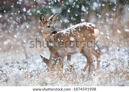 Roe deer, capreolus capreolus, observing on field in blizzard in winter. Little brown doe standing on field in snowstorm. Female mammal looking on pasture during snowing.