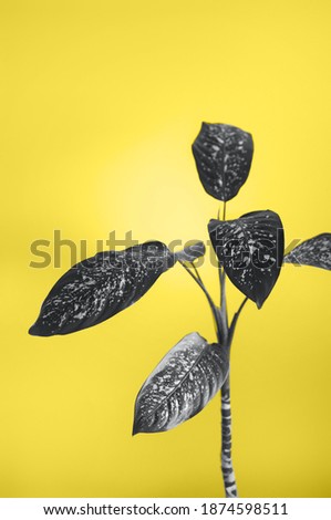 Dieffenbachia plant interior style, illuminating yellow and ultimately gray