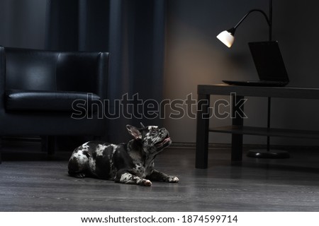 french bulldog in the interior. Puppy of rare marble color. Pet in the office on chair