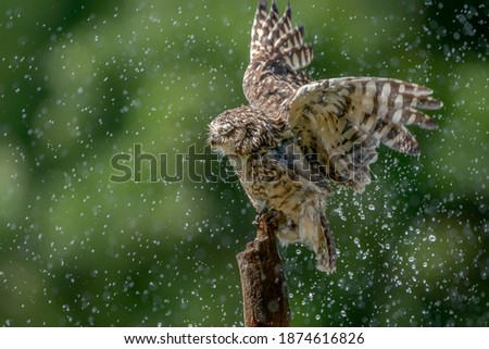 Burrowing owl (Athene cunicularia) are standing on a branch in heavy rain. Burrowing owls taking a rain shower.