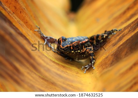 Hylarana picturata frog closeup on dry leaves, Indonesian tree frog