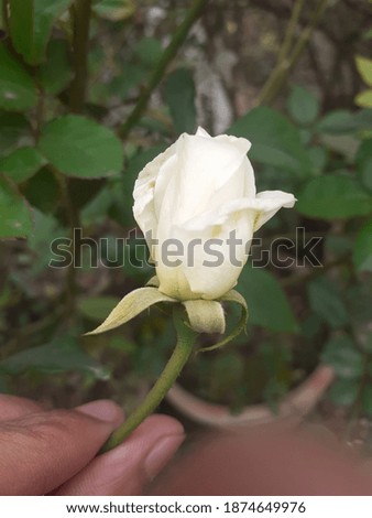 China rose, a specie of Roses. It is a beautiful white color flower. The main of this picture is the white flower.