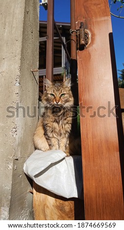 The cat sits on the fence and looks at you on a sunny day