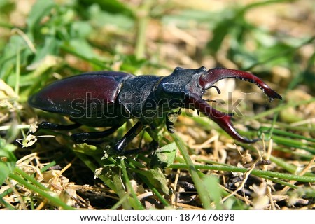 The picture shows a stag beetle. The beetle is filmed in the forest and moves through the grass. It is a large beetle native to Europe