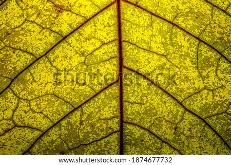 Detailed close up of a backlit green leaf with orange colored veins