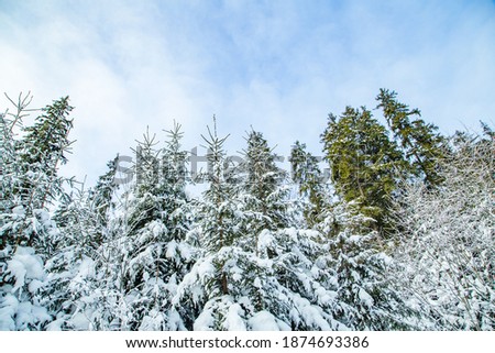 snow-covered pine trees on a background of the sky. Winter season.
