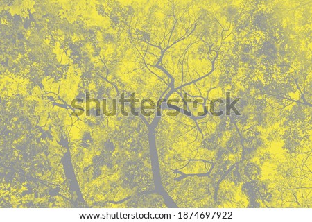 Branches of yellow trees bottom view. Trendy colors of the year - illuminating and ultimate gray. Toned image