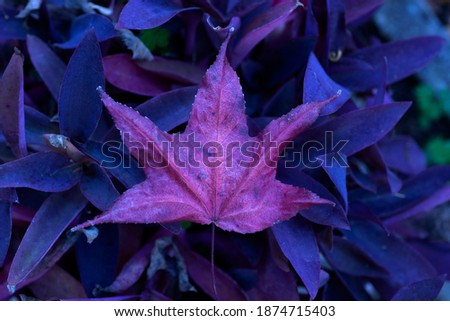 Japanese maple leaf on purple tradescantia leaves background
