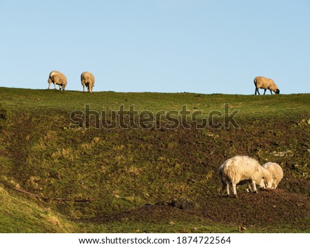 Happy free range sheep grazing on a meadow on Shropshire Hills, England, UK, in December
