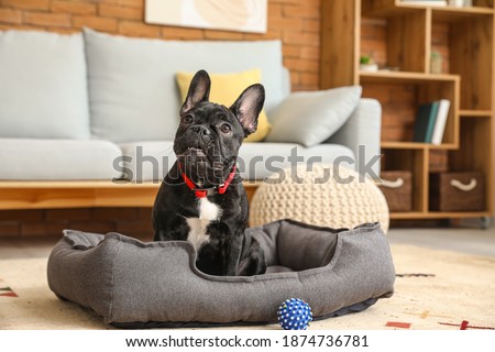Cute funny dog in pet bed at home