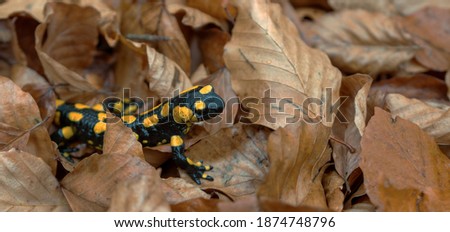 Close up of a fire salamander