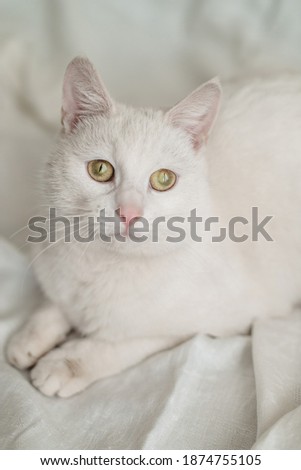 Beautiful sad white green-eyed cat laying on a white background. Pet, domestic animal, kitten, pink nose, fluffy.