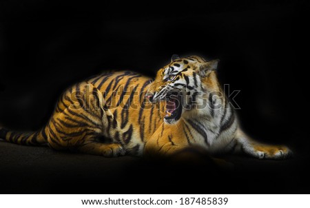 Sumatran Tiger Roaring