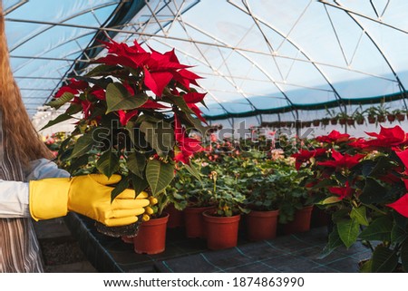 Woman in yellow gloves hold poinsettia in pots greenhouse. Royalty-Free Stock Photo #1874863990