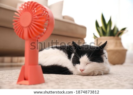 Cute fluffy cat enjoying air flow from fan on floor indoors. Summer heat