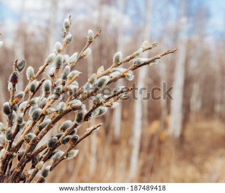 Spring background of willow branches with fluffy catkins