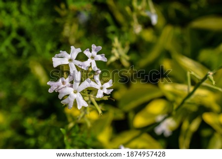 Picture of beautiful white junellia flower blooming in home garden in India