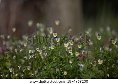 tiny  violas in a wild flower meadow
