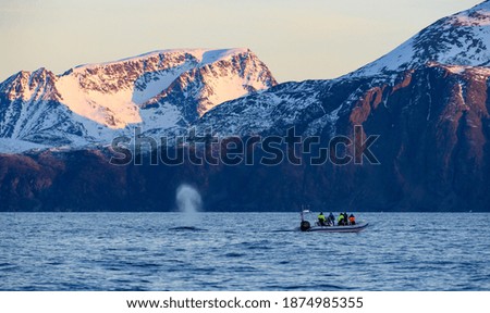 tourists watching a humpback whale