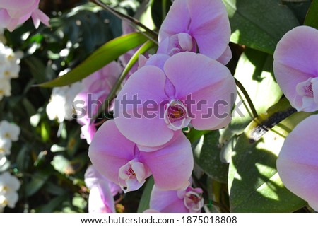 Picture Bright purple orchids, flowers, background images, nature
