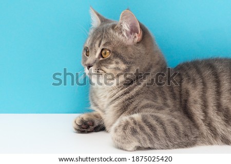 a gray tabby cat with yellow eyes lies on a blue background and does not look at the camera. Horizontal photo, close-up. Side glance.