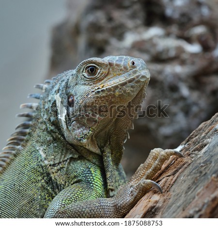 Common green iguana resting on a tree looking to the front, close-up. Environmental protection concept. Wildlife, biology, zoology, graphic resource, science, education