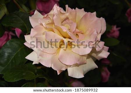 Beautiful rose with yellow-pink petals on a dark background