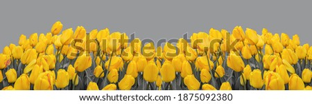 Banner with yellow tulips. Trend colors color of the year 2021 Illuminating yellow