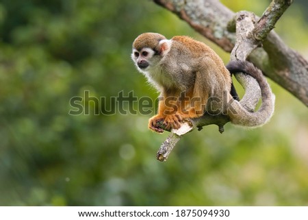 The Guianan squirrel monkey (Saimiri sciureus). Small monkey standing on tree branch. Monkey with orange body and frash yellow legs, very long black tail, white mask. Diffuse soft green background.  Royalty-Free Stock Photo #1875094930